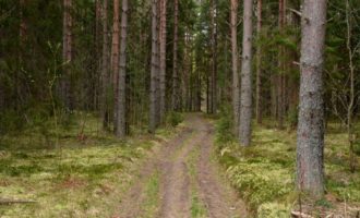 Дорога в мой лес